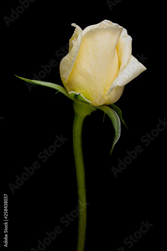 Single White Rose Flower Isolated on Black Background 