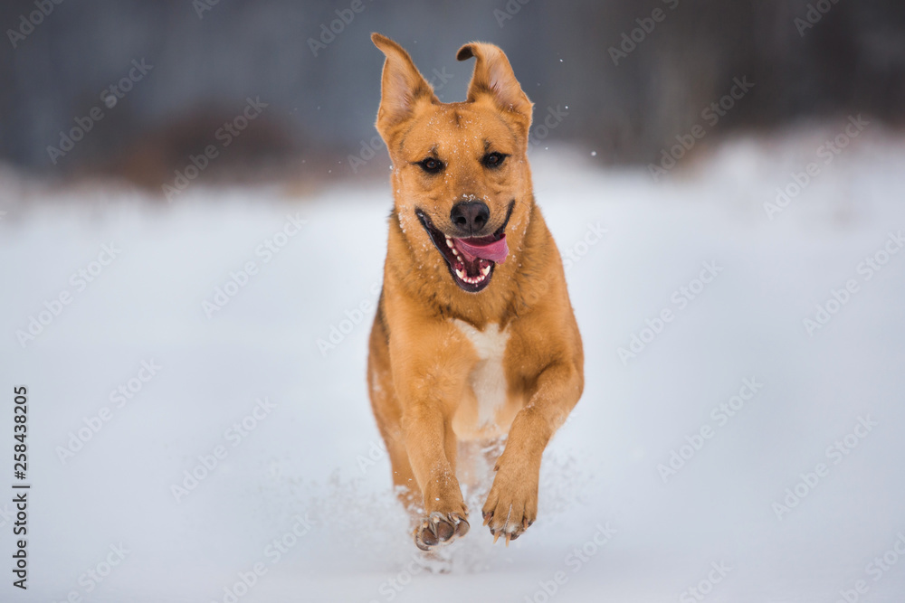 Cute mixed breed dog outside. Mongrel in the snow Cute mixed breed dog outside. Mongrel in the snow