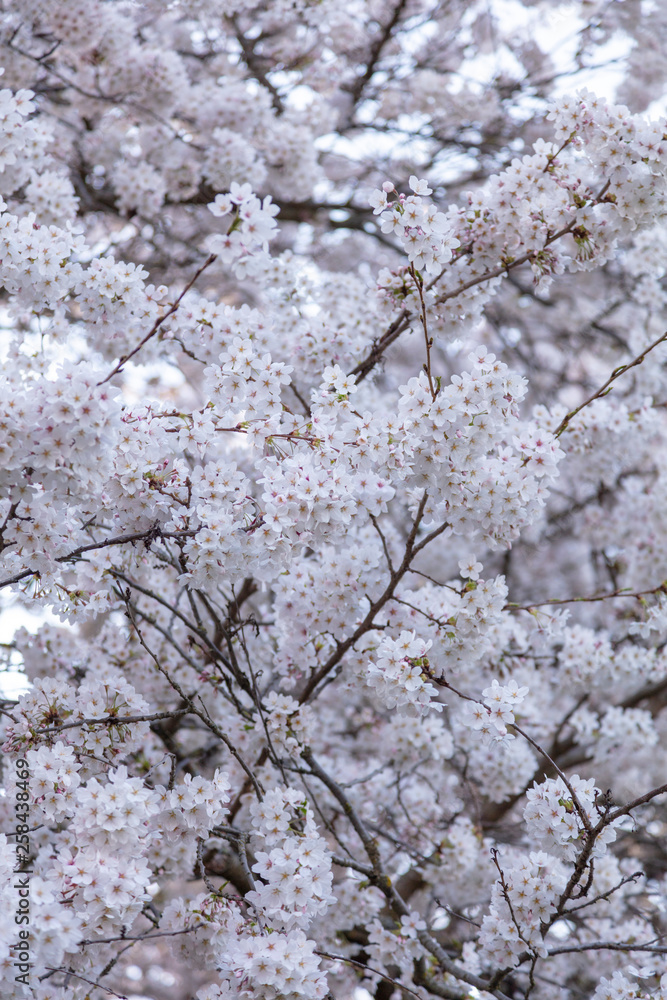 Washington Cherry Blossoms