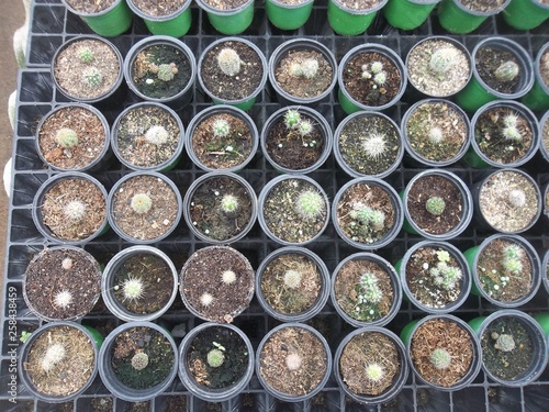 Mix of plant pots seen from above