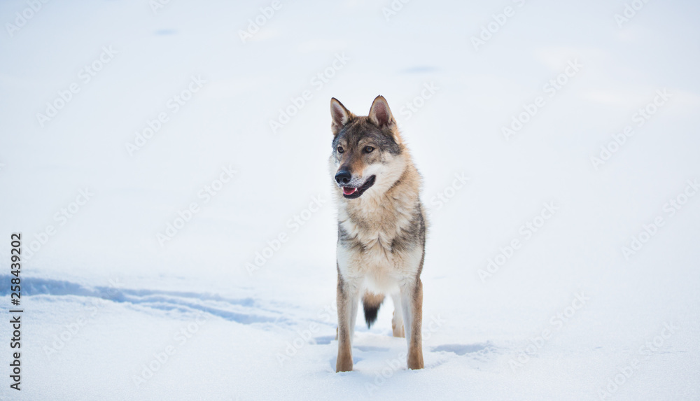 Grey Wolf, Canis lupus standing in a meadow on snow Grey Wolf, Canis lupus standing in a meadow on snow