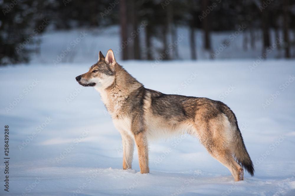 Grey Wolf, Canis lupus standing in a meadow on snow Grey Wolf, Canis lupus standing in a meadow on snow