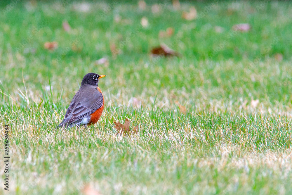 Bobbin American Robin 5359 Bobbin American Robin 5359