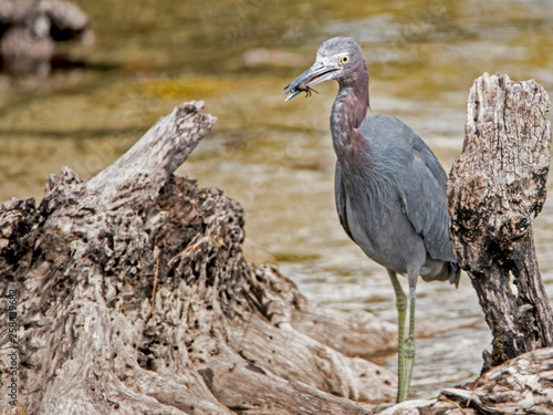 A Reddish Egret is searching for crabs on the shoreline.