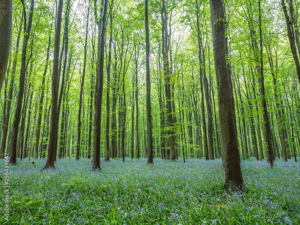 Obraz premium ハルの森_06