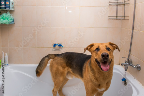 Bathing of the funny mixed breed dog. Dog taking a bubble bath. Grooming dog. © Alexandr