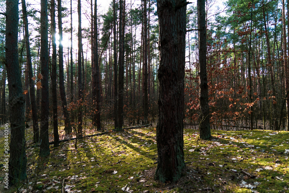 Sun rays piercing through forest trees Sun rays piercing through forest trees