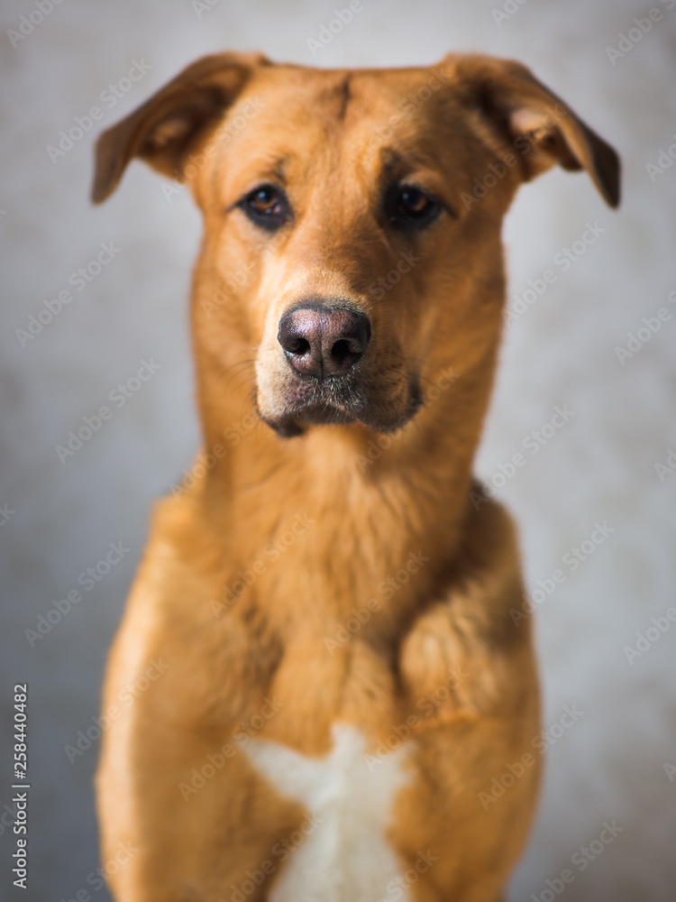 Portraif of cute mixed breed dog in intrerior.