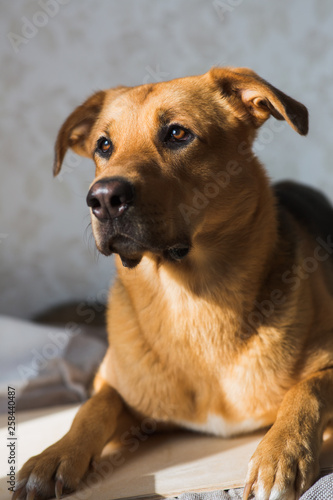 Portraif of cute mixed breed dog in intrerior.