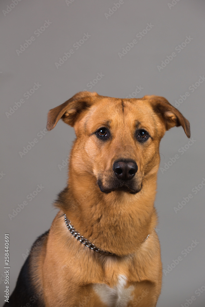 Portrait of a mixed breed dog sitting in studio loking at camera Portrait of a mixed breed dog sitting in studio loking at camera