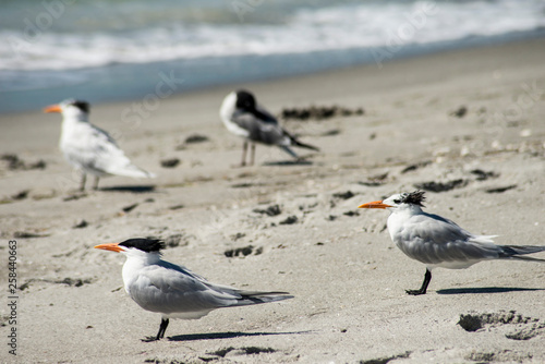 A flock of Least Terns stand in the sand near the ocean.