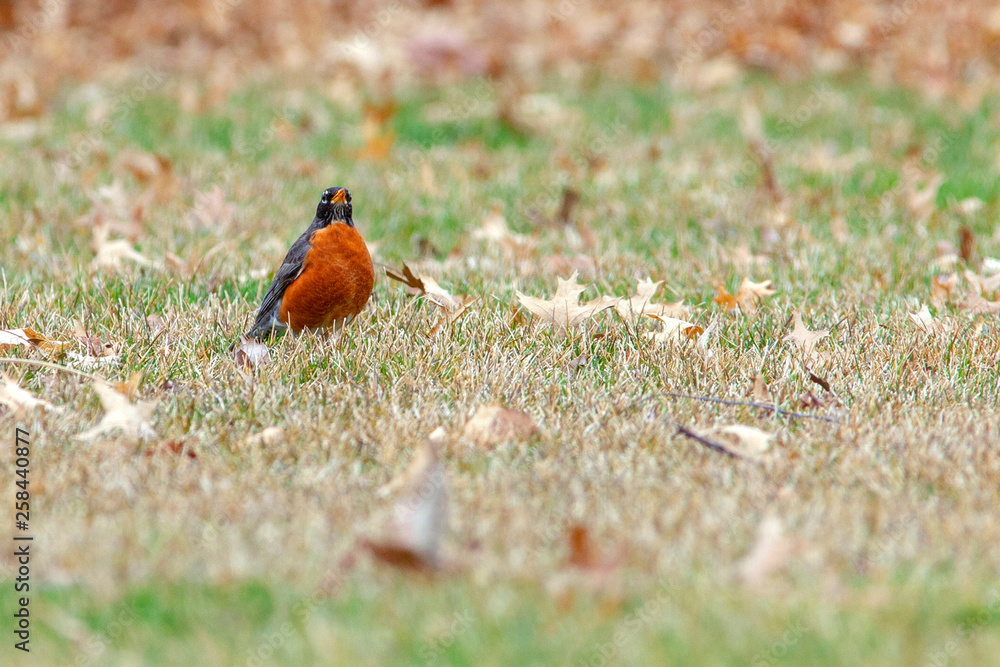 Bobbin American Robin 5401 Bobbin American Robin 5401