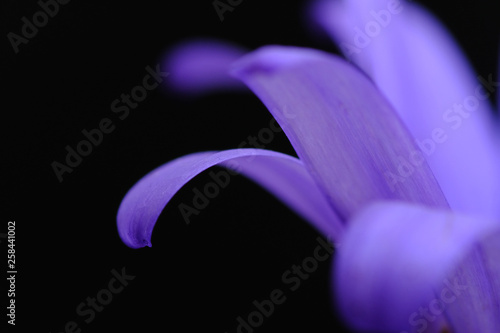 Fototapeta Naklejka Na Ścianę i Meble -  african daisy flower closeup