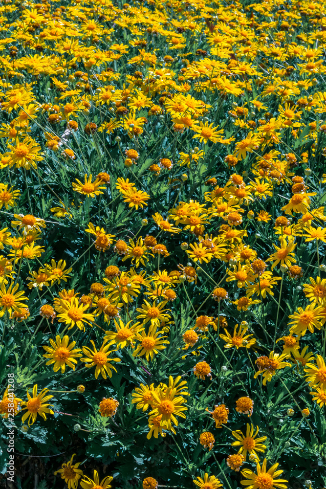 FIeld of yellow daisys
