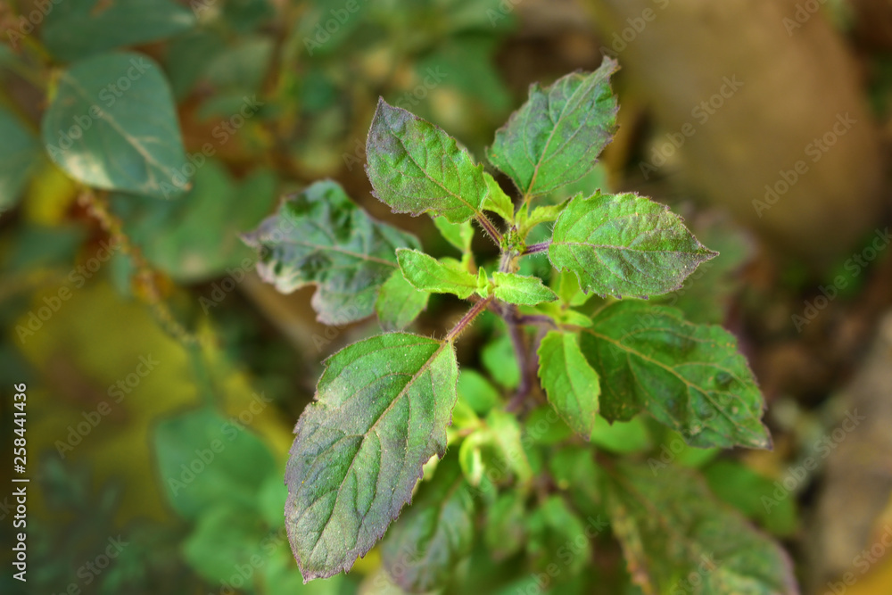 Obraz premium Tulsi leaves