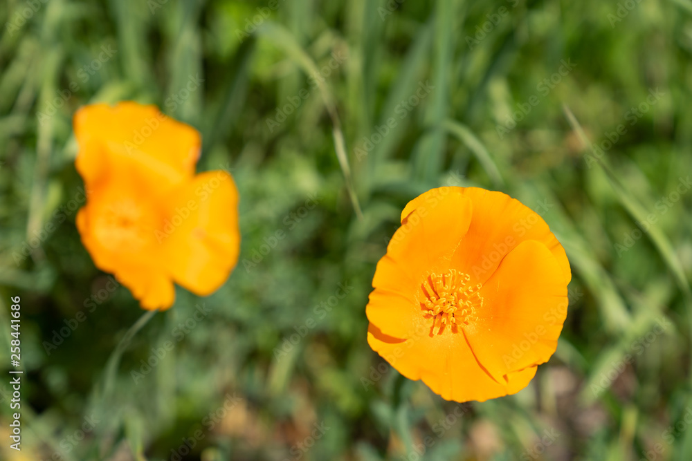 Close up picture of beautiful orange California Poppy in green grass in the middle of a field on a sunny day Close up picture of beautiful orange California Poppy in green grass in the middle of a field on a sunny day