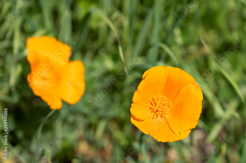 Close up picture of beautiful orange California Poppy in green grass in the middle of a field on a sunny day