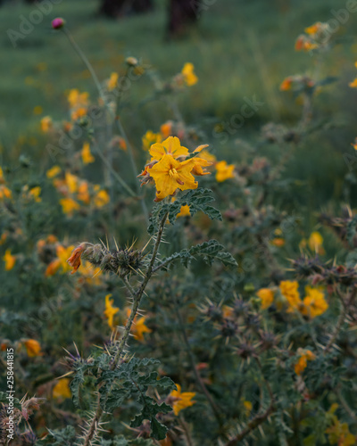 Yellow flowers full of thorns