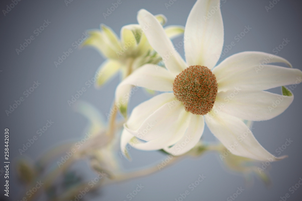 Obraz premium 白い花