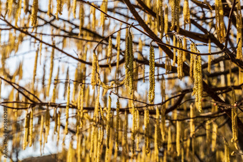 Wallpaper Mural Close-up of an alder tree, Alnus glutinosa Torontodigital.ca