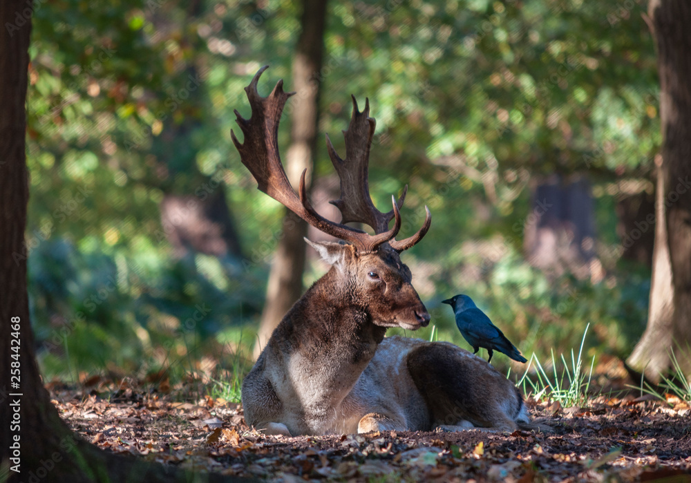 Red deer and jackdaw are chilling in the woods.
