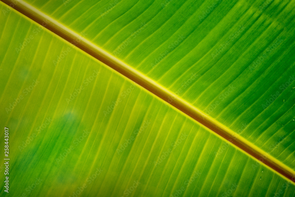 Texture background of backlight fresh green Leaf. Texture background of backlight fresh green Leaf.