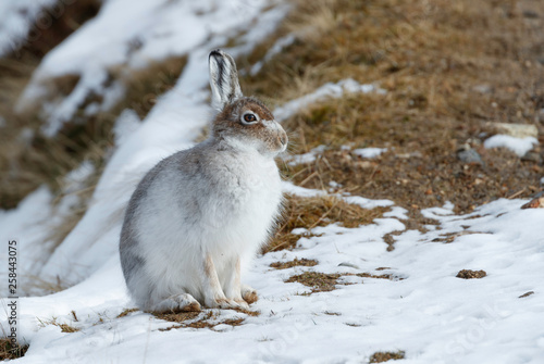 Spring hare