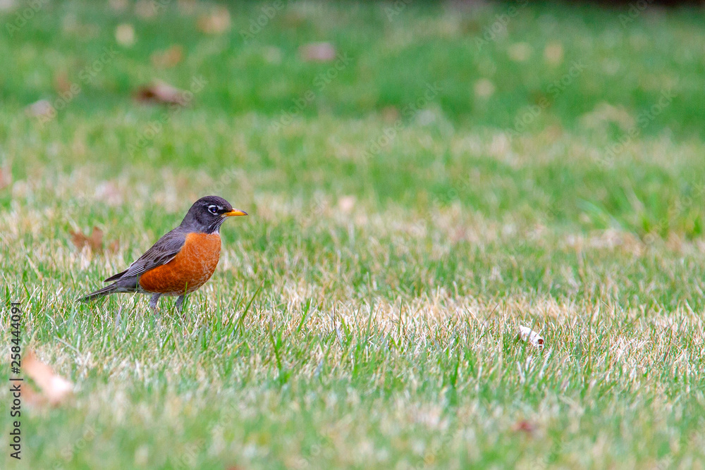 Bobbin American Robin 5471 Bobbin American Robin 5471
