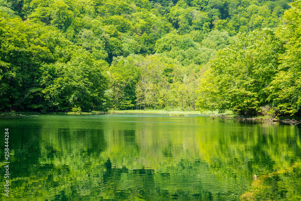 The fresh green of Aomori Prefecture Hakkoda The fresh green of Aomori Prefecture Hakkoda