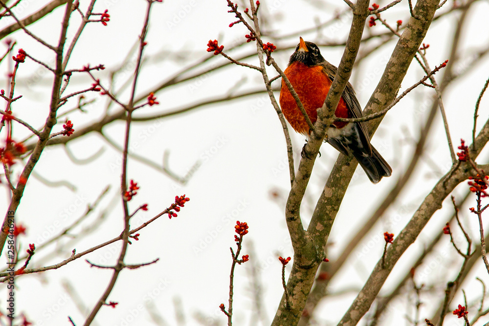 American Robin in maple tree 5497 American Robin in maple tree 5497