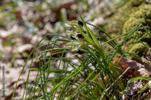 The wild iris (Iris tuberosa) with yellow flowers grows in its natural habitat. photo