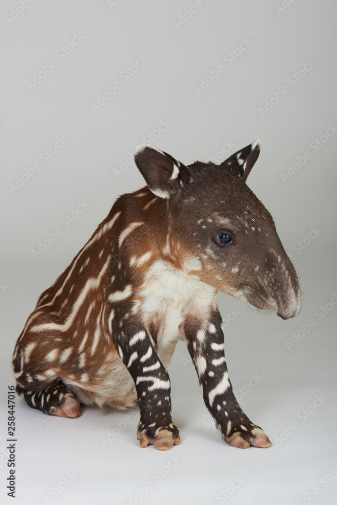 Small tapir sit on white background Small tapir sit on white background