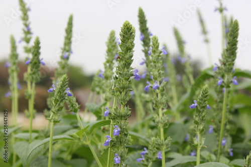 Purple Chia flower.