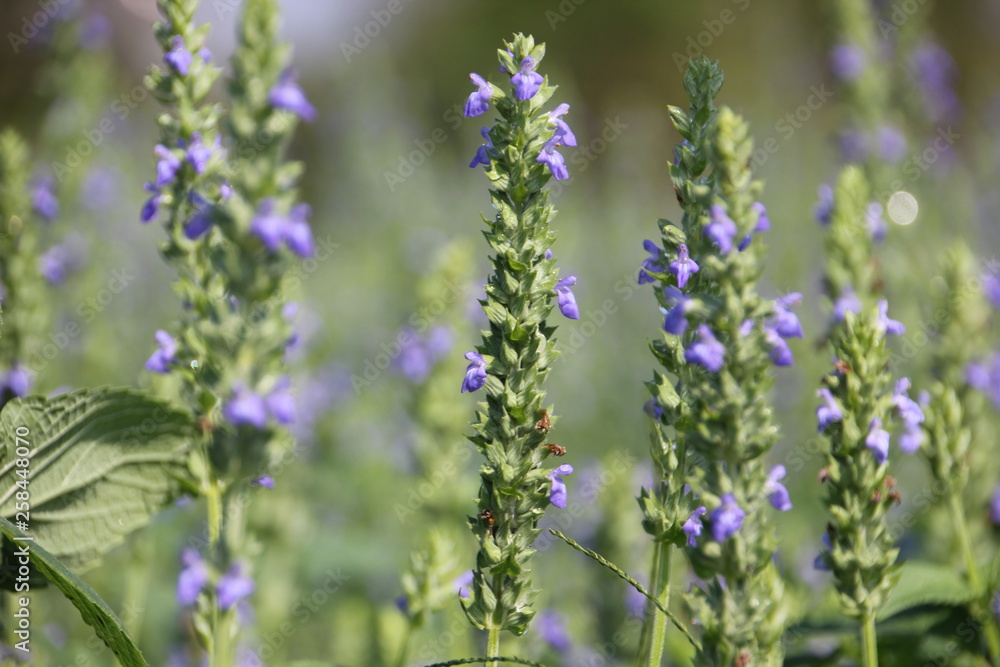 Fototapeta premium Purple Chia flower.