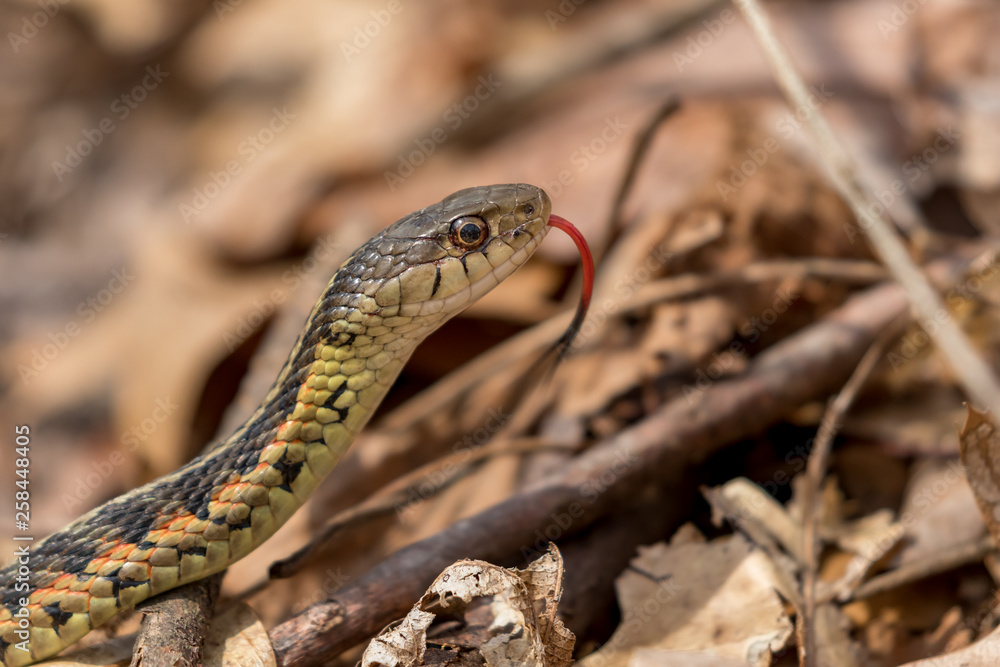 Obraz premium closeup image of a garter (eastern ribbon) snake moving along the brown foilage and logs on a sunny spring day