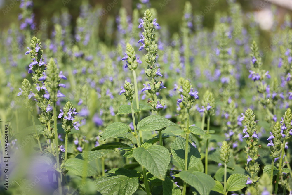 Obraz premium Chia flower, organic crop at the garden.