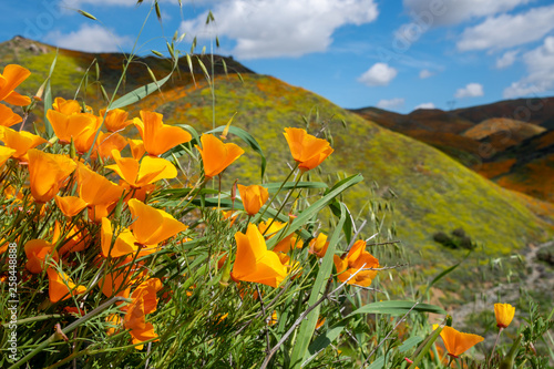 Wildflower poppies on a hillside at Walker Canyon in Lake Elsinore California during the 2019 super bloom photo