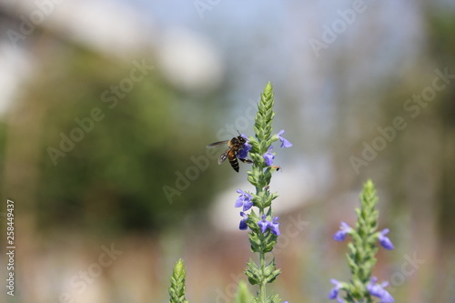 Chia flower are bloom and small bee, crop planting at the garden.