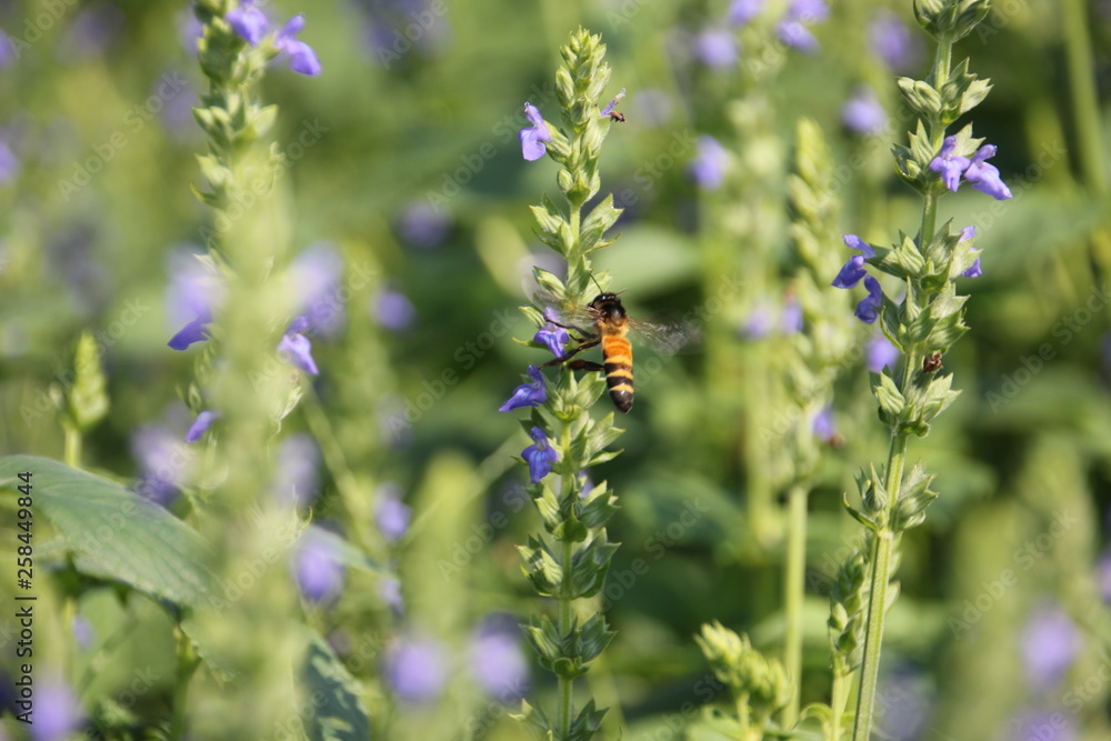 Chia flower are bloom and small bee, crop planting at the garden. Chia flower are bloom and small bee, crop planting at the garden.