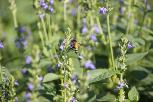 Chia flower are bloom and small bee, crop planting at the garden.