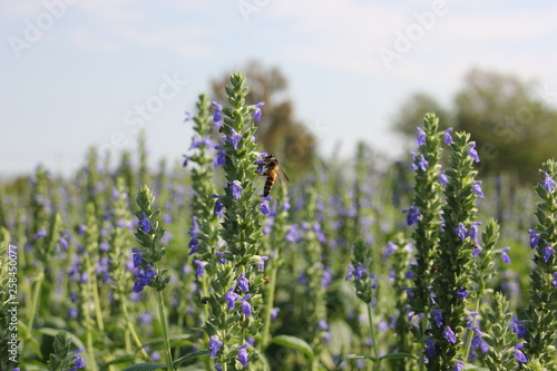 Chia flower are bloom and small bee, crop planting at the garden.