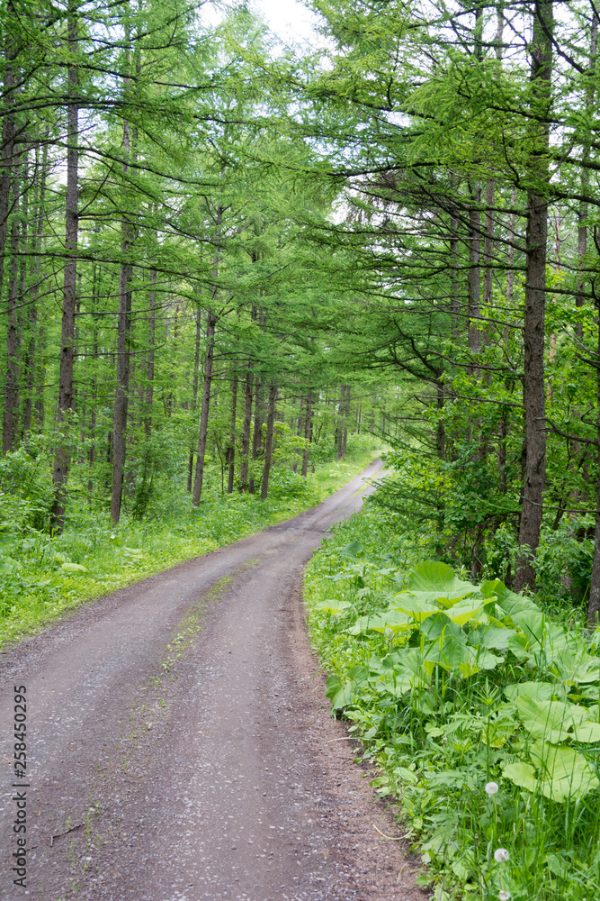 Fototapeta premium 緑の松林を抜ける砂利道