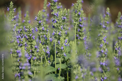 Chia crop  Salvia hispanica   purple flower that planting at the field.