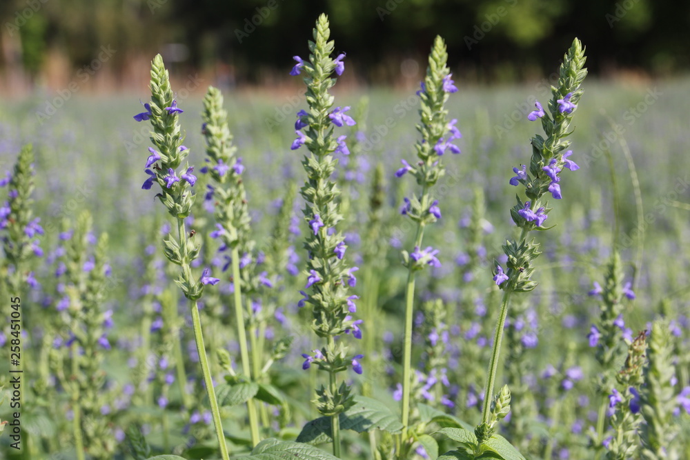 Obraz premium Chia crop (Salvia hispanica), purple flower that planting at the field.