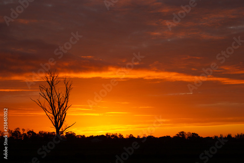 once in a life time sunset in Australia with sillhouettes of trees  Cobram  Victoria  Australia