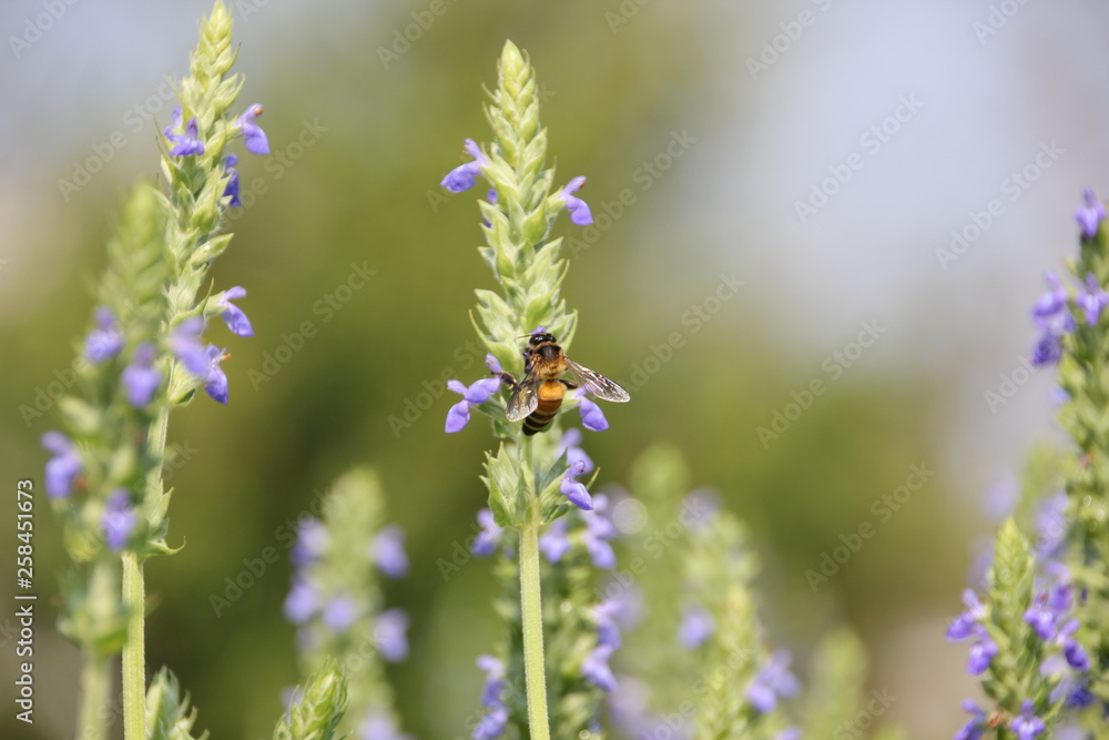 Chia flower are bloom and bee, crop planting at the Tropical field. Chia flower are bloom and bee, crop planting at the Tropical field.
