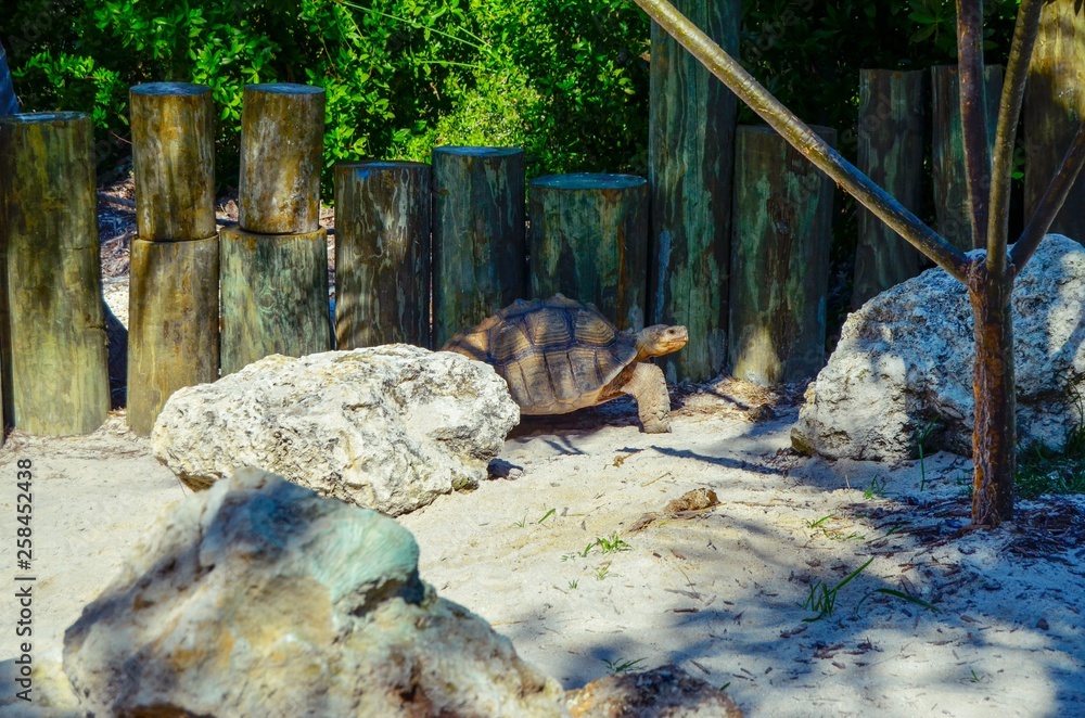 Obraz premium Turtle in sandy enclosure 