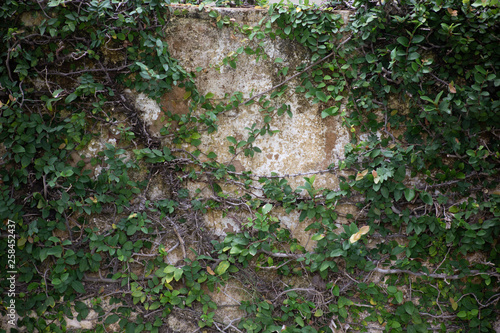 Green leaf hedge on a wall