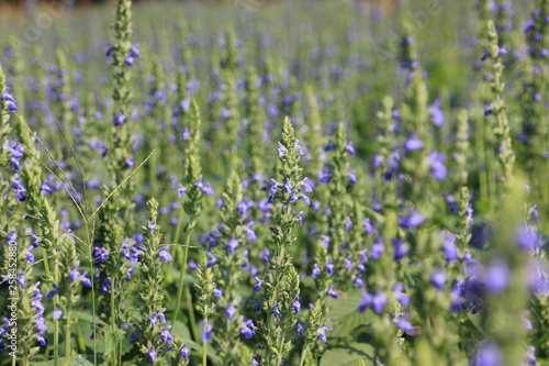 Purple Chia flower are blooming.