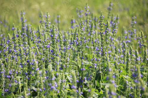 Chia flower are blooming with green leaf and stem, planting at the field on tropical zone of Thailand.